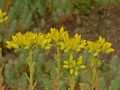 Petrosedum rupestre